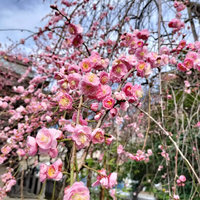 画像1241